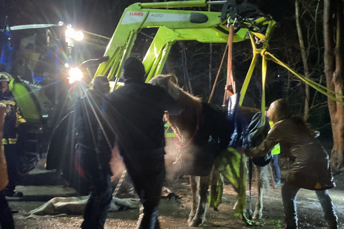 Tierisch glatt: Nur Frontlader kann gestürztes Pferd wieder aufrichten