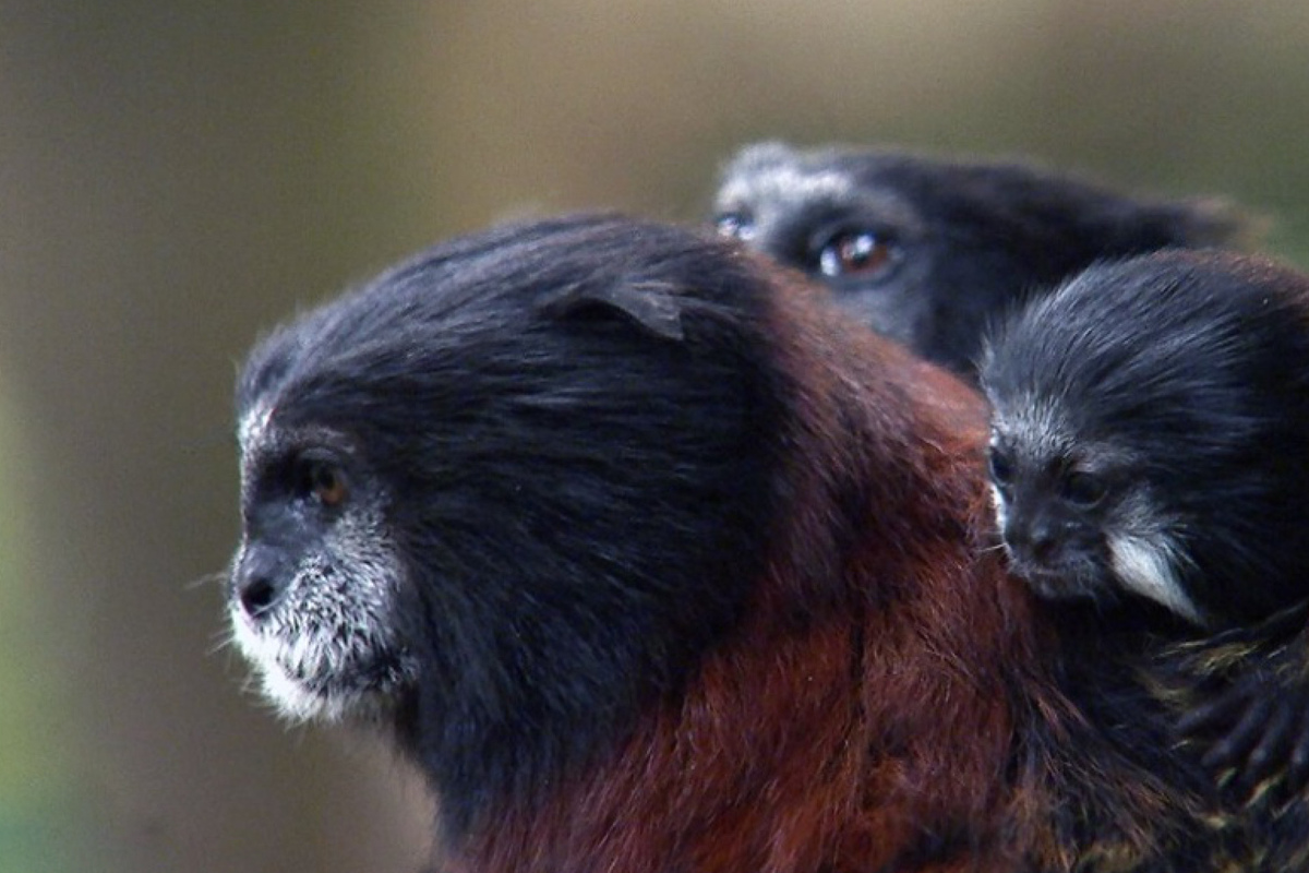 Affen-Eltern-lassen-Baby-allein-auf-Insel-zur-ck-quot-Eine-Lektion-die-es-lernen-muss-quot-
