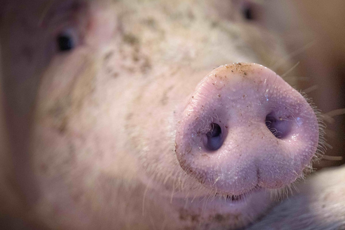 Afrikanische Schweinepest in Hessen auf dem Vormarsch: Dutzende Tiere müssen sterben