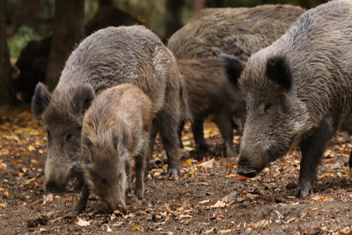 Traurige Nachricht aus dem Wildgehege Moritzburg: Die Schweine sind tot!