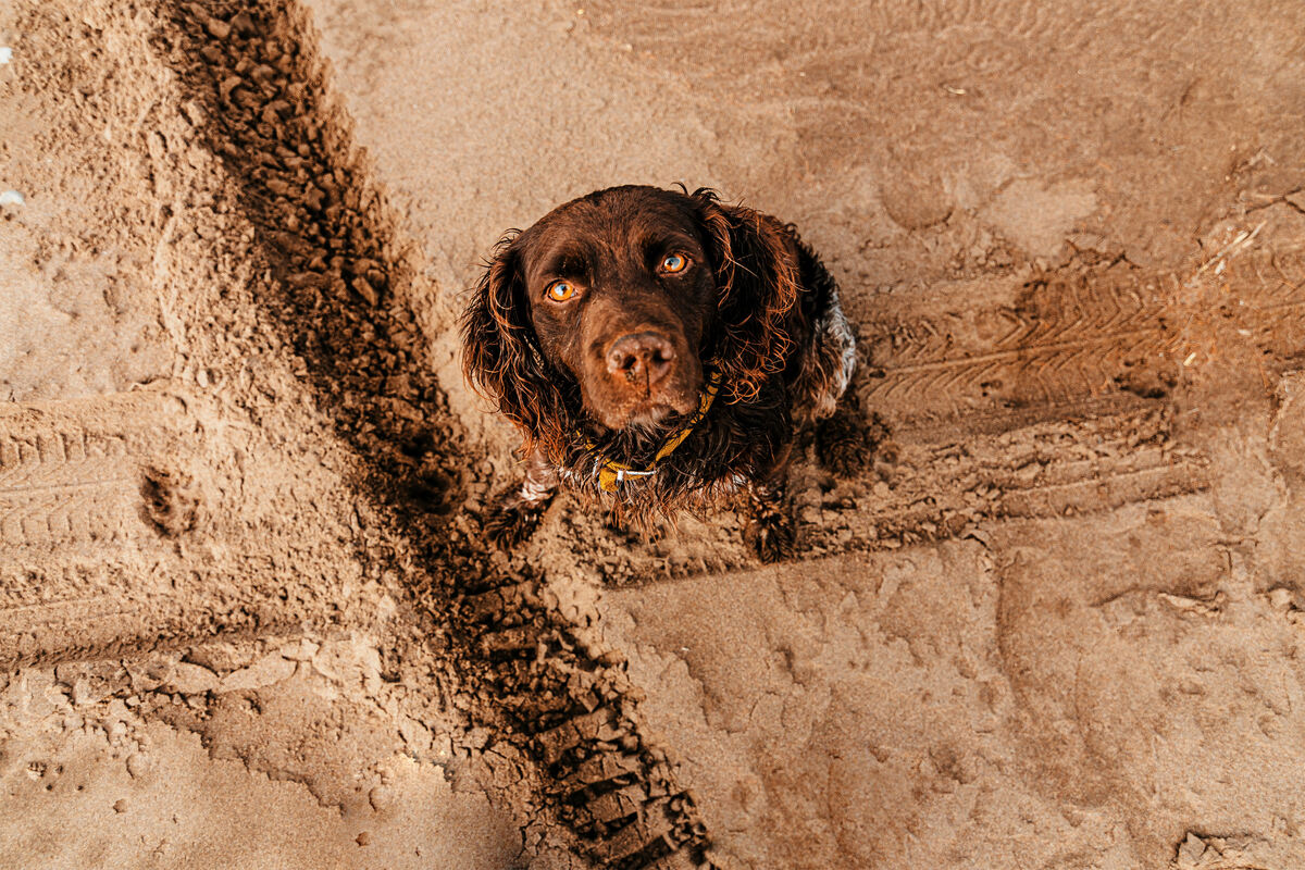 Why Does My Dog Stare at Me?