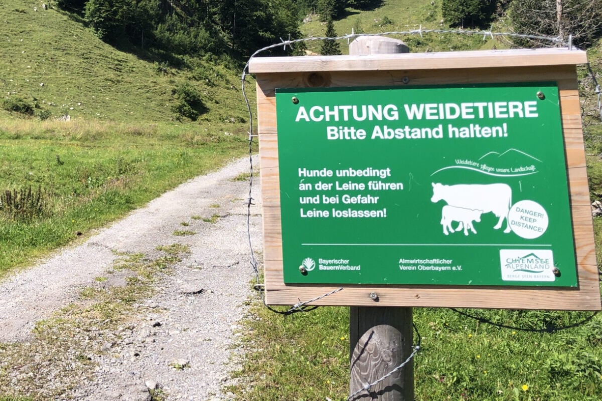 Wanderin mit Hunden von Kuhherde attackiert und schwer verletzt