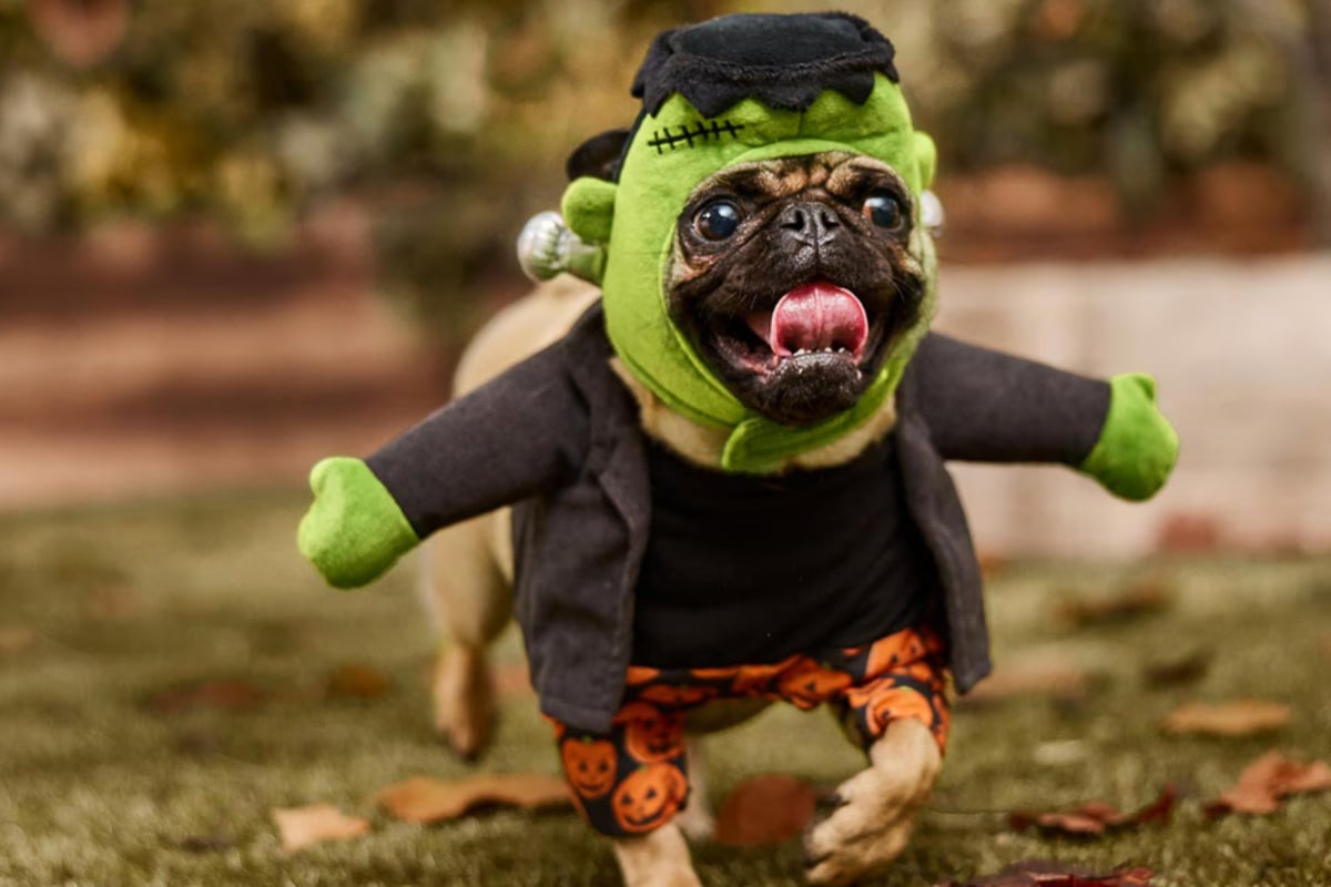 Pet parents will love these great offers on Monday, October 20 - TAG24