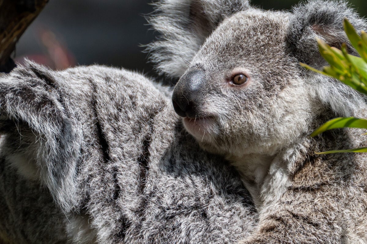 Zoo-trauert-um-Koala-Borobi-wurde-nur-1-5-Jahre