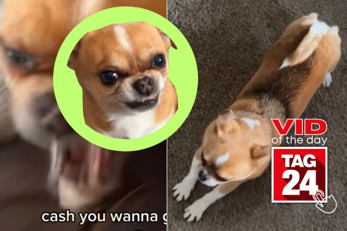 Viral Video of the Day for April 7, 2023: Small but fierce pup