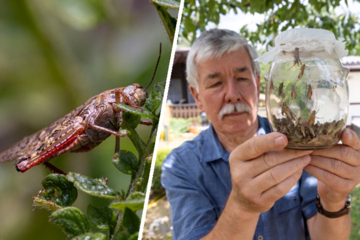Heuschrecken-Invasion in sächsischer Gartensparte: Kleingärtner völlig verzweifelt