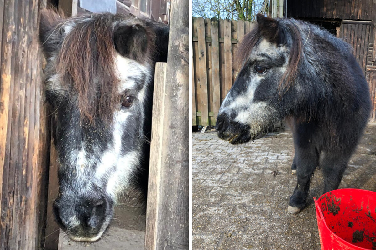 Sensation in Ennepetal - Schon 55! Frieda ist das älteste Pony der Welt