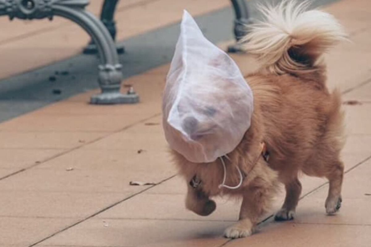 Foto von Hund mit Tüte über Kopf schockt das Netz TAG24