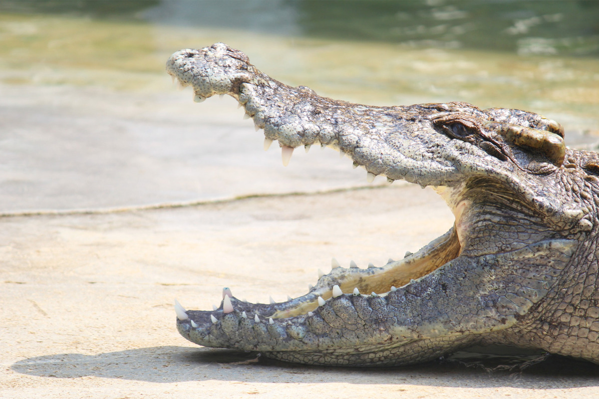 First 'virgin birth' in crocodile found in Costa Rica, Wildlife News