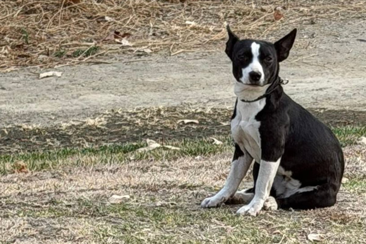 Scared dog refuses rescue efforts after surviving alone for months: "It was heartbreaking to watch"