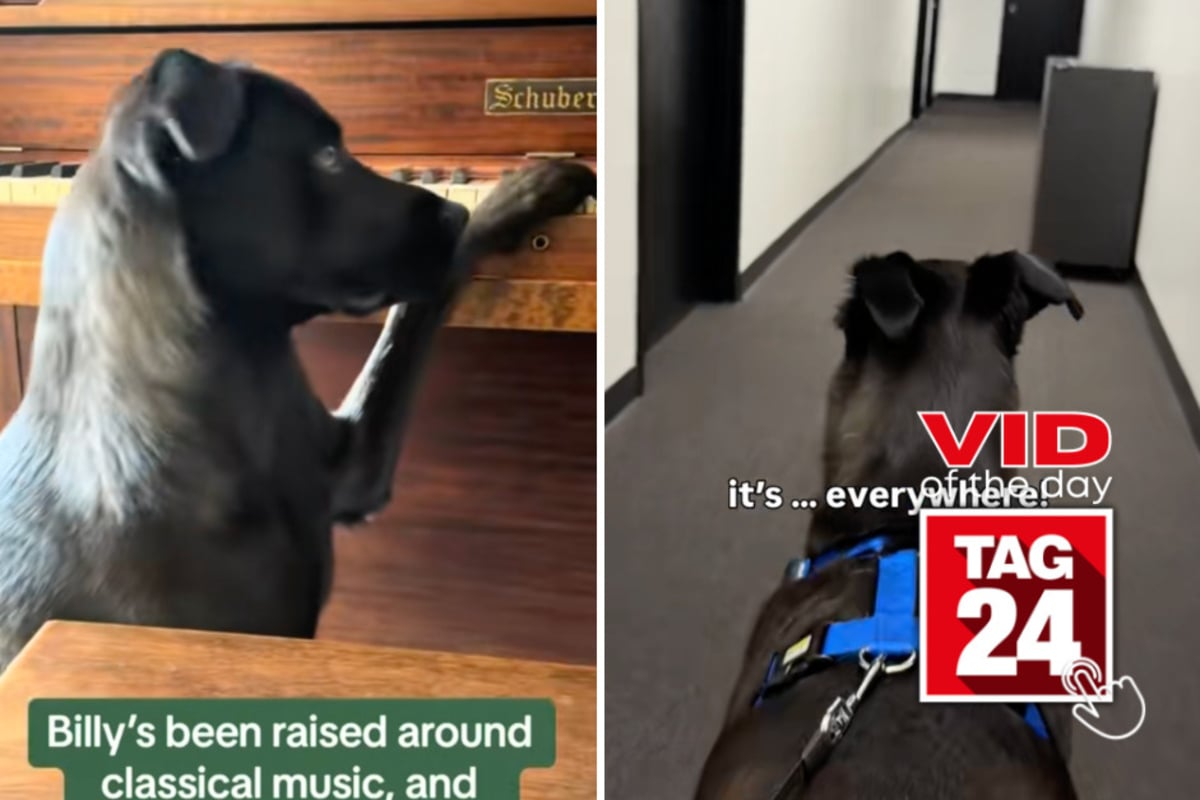 Viral Video of the Day for August 2, 2026: Music-loving dog melts hearts with adorable classical concert request