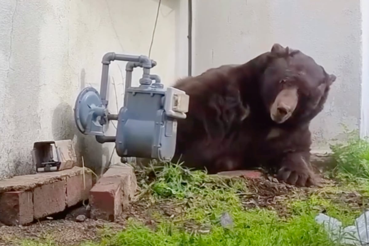 Ungebetener-Gast-macht-es-sich-in-Keller-gem-tlich-Hausbesitzer-mit-Nerven-am-Ende