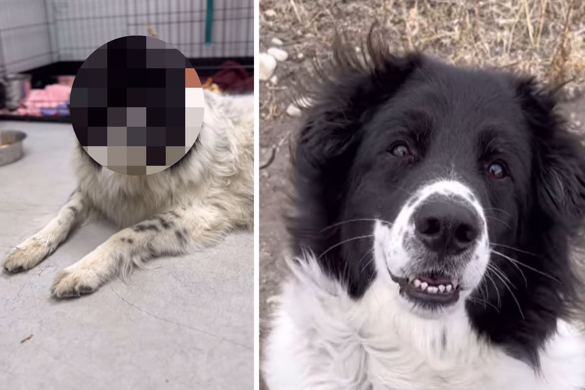 Hund kommt lebensfroh ins Tierheim: Wie er 716 Tage später aussieht, rührt viele zu Tränen