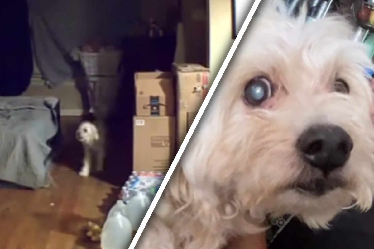 Als-Frau-dank-Tierkamera-sieht-was-ihr-Hund-zu-Hause-erstmals-tut-bricht-ihr-das-Herz