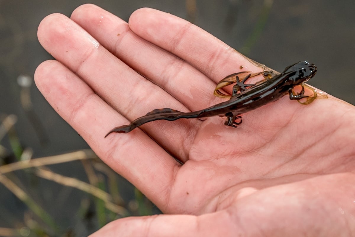 Molche im Teich Darum lohnt es sich, sie anzusiedeln