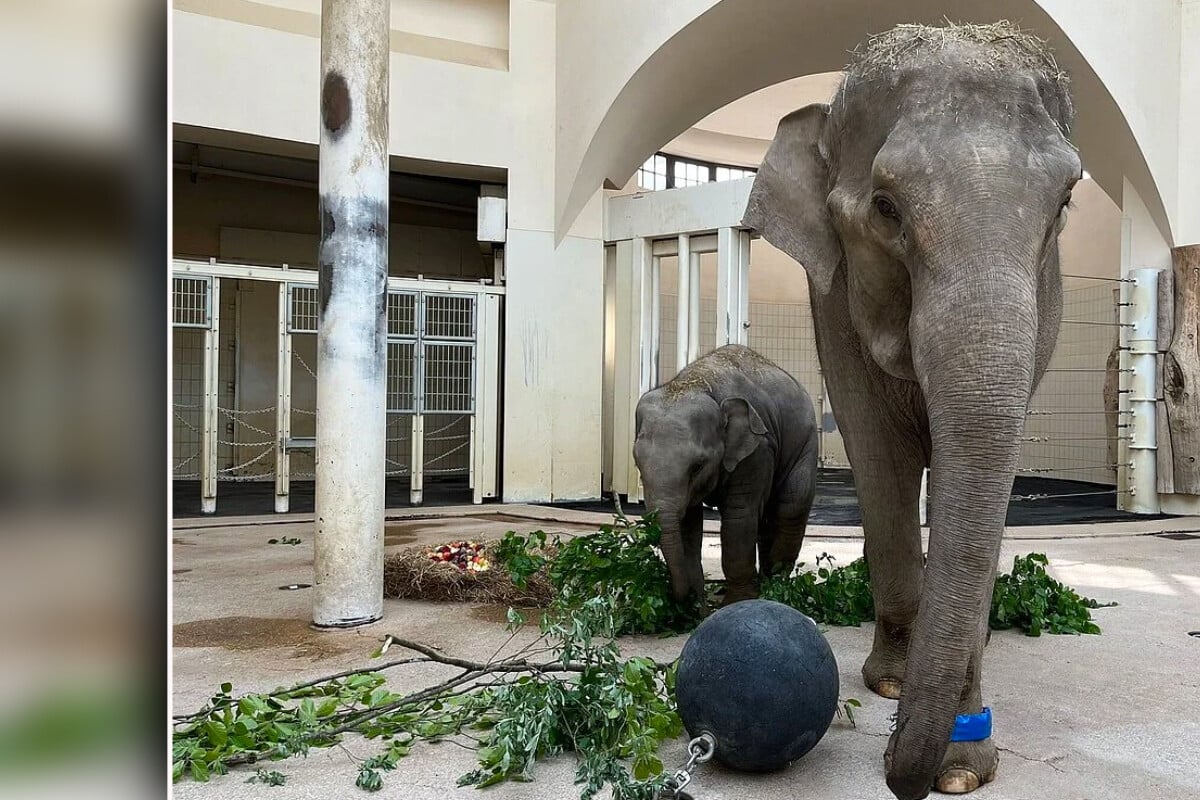 Beim-Elefanten-Abschied-im-Zoo-Leipzig-kullern-Tr-nen-quot-Situation-die-wir-so-noch-nicht-hatten-quot-