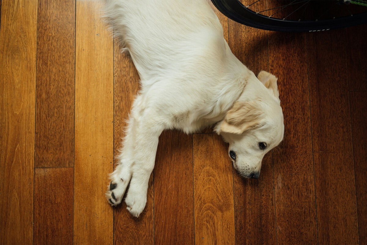 Best blonde dog breeds: Top 10