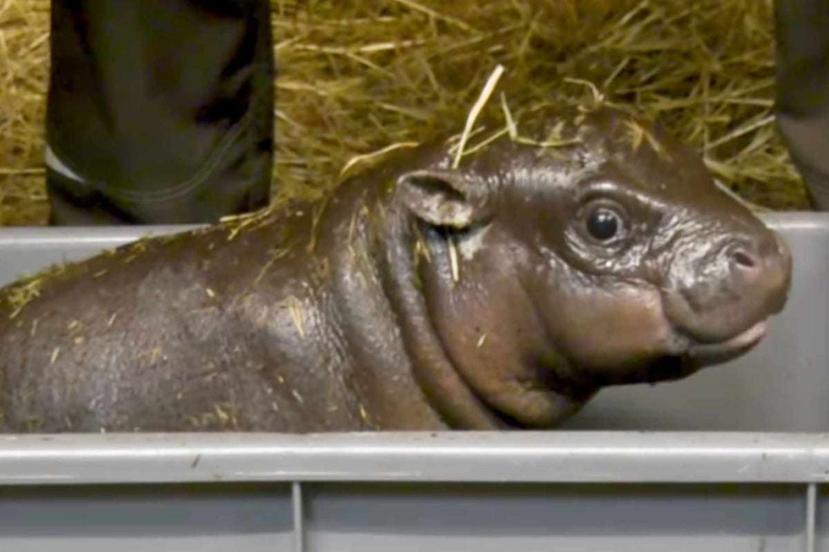 Verletztes Baby-Hippo: Wie geht es dem Nachwuchs-Flusspferd aus dem Berliner Zoo?