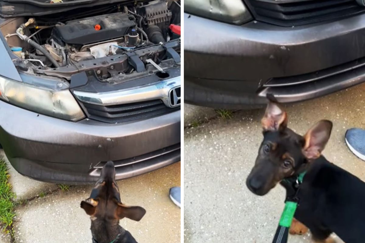 Hund winselt unentwegt vorm Auto: Besitzer staunen, was sie dann finden