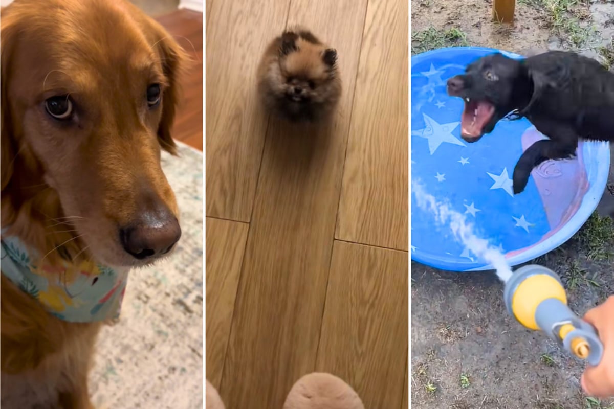 Top three of the quirkiest dogs on TikTok