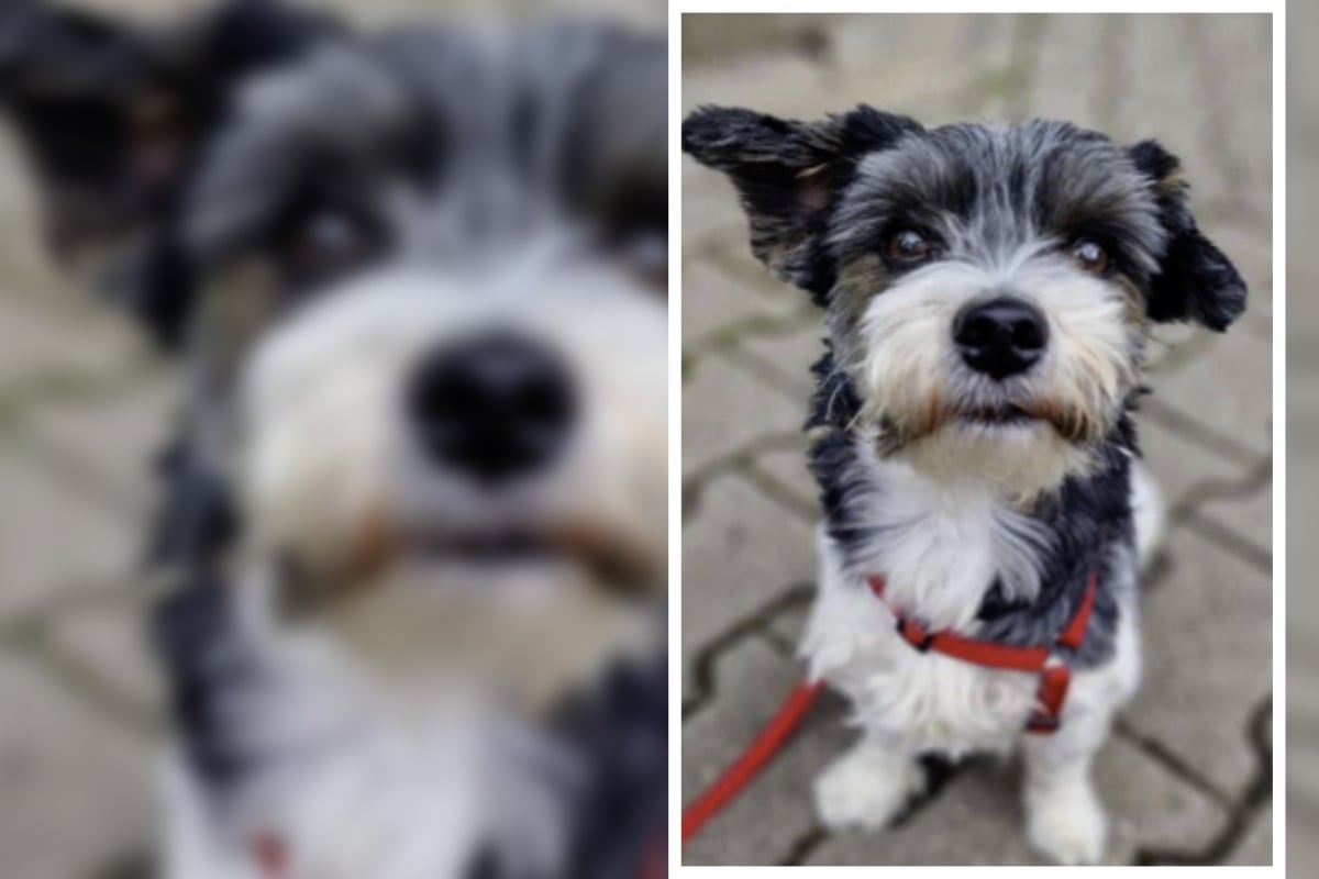 Klein, aber oho! Tierheim sucht für hübschen Yorkshire Terrier Menschen mit Hundeverstand