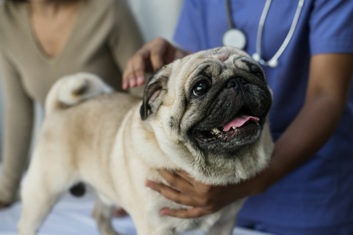 Kranke Hunde in Coronakrise Haben Tierärzte weiterhin TAG24