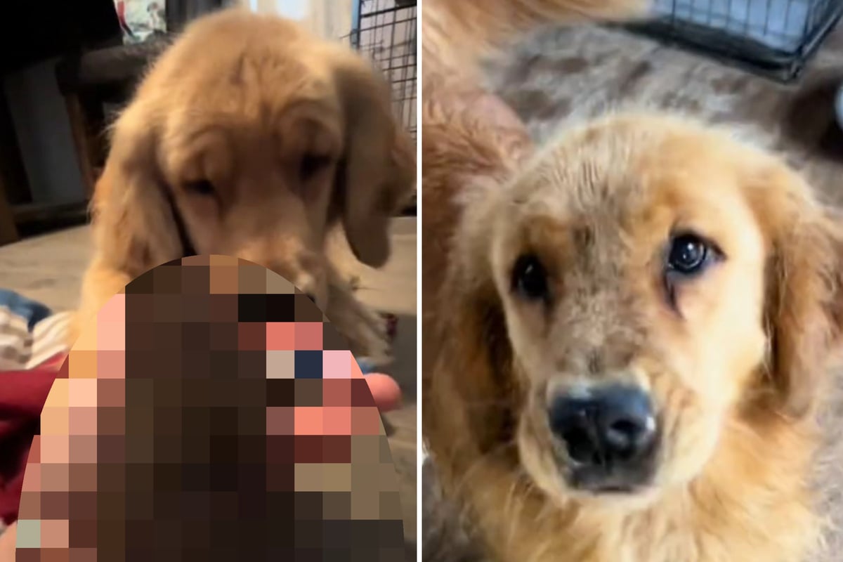 Golden Retriever will Frauchen seit einem Tag Entdeckung zeigen: Dann schmelzen Herzen