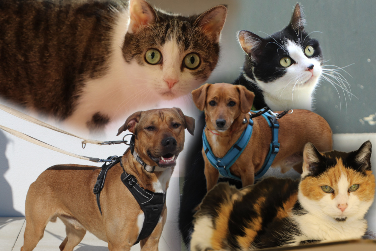 5 besondere Hunde und Katzen: Diese Haustiere suchen dringend ein neues Zuhause