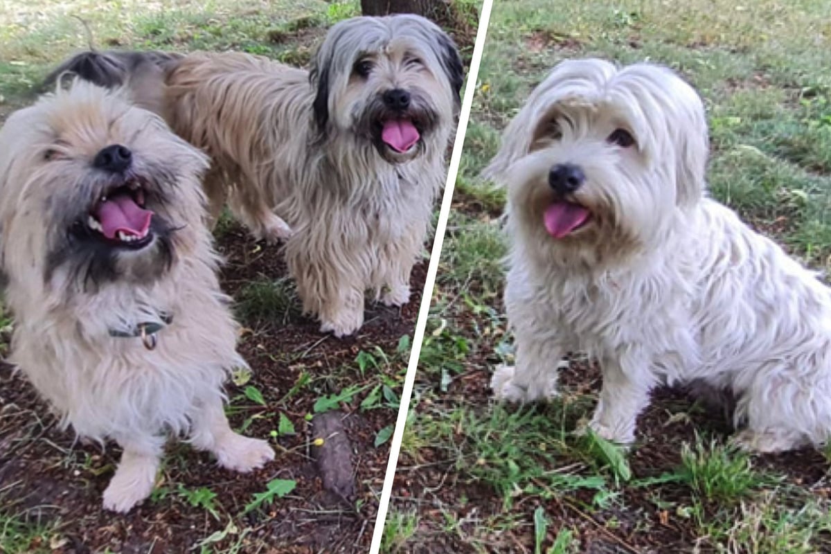 Veterin-ramt-greift-ein-S-es-Terrier-Trio-kannte-kein-Gassigehen-
