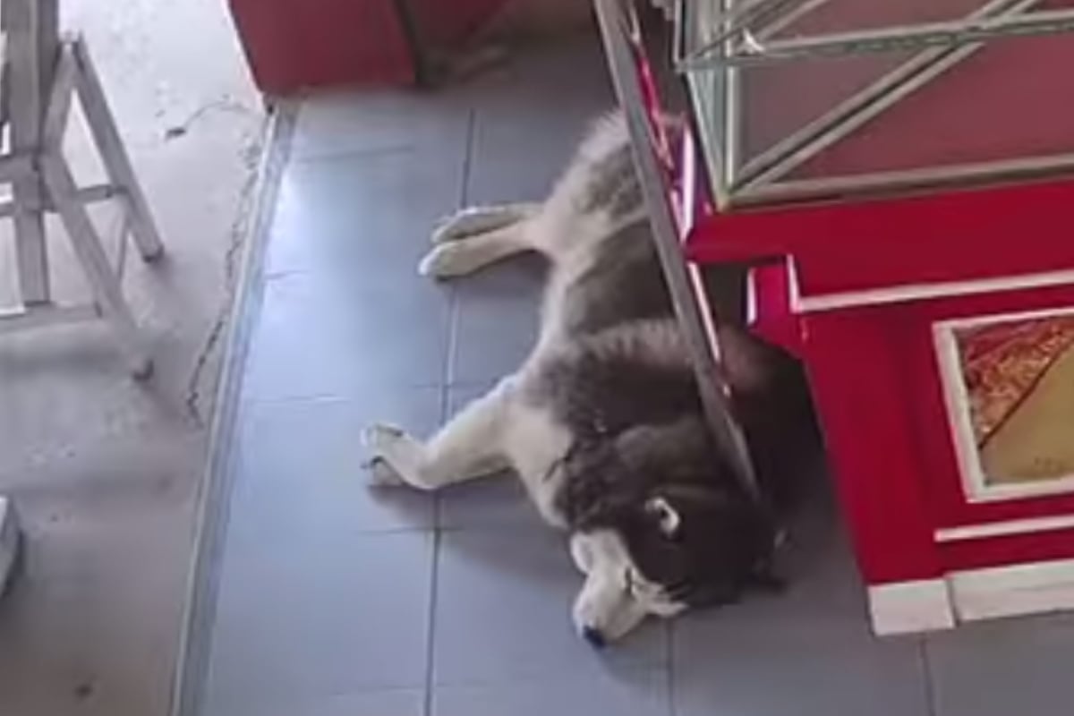 Dog should keep watch: when a thief shows up, his reaction causes laughter