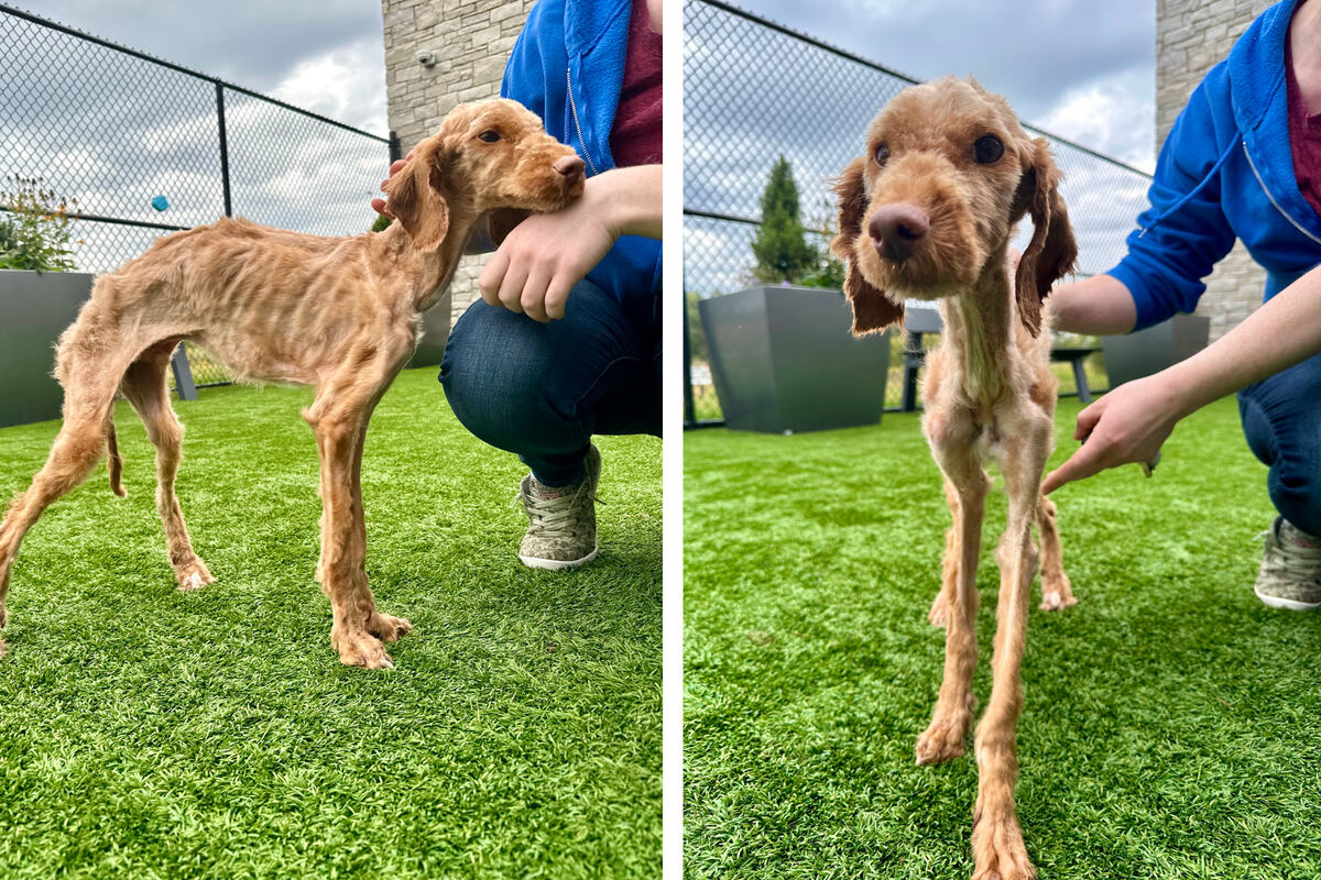 Mitarbeiter-in-Tierheim-sind-sprachlos-als-sie-diesen-Hund-sehen