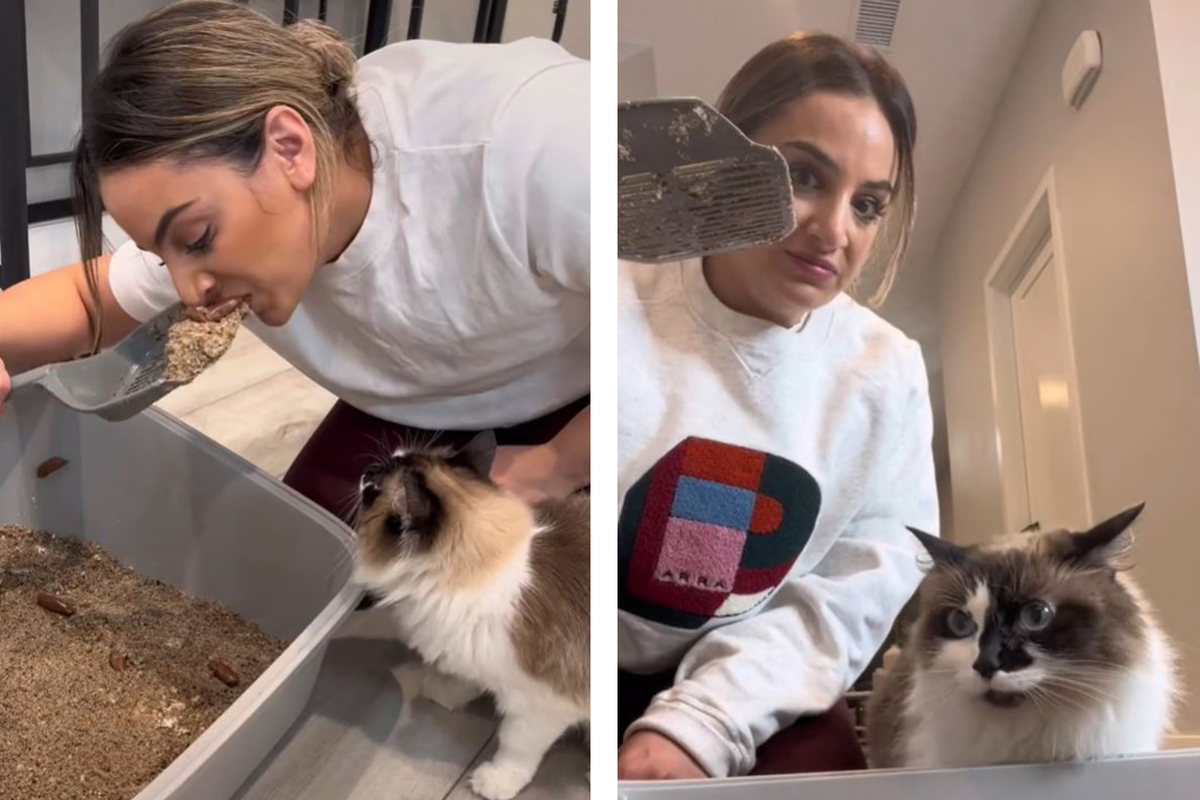TikTokers eat from cats' litter box and the is shook