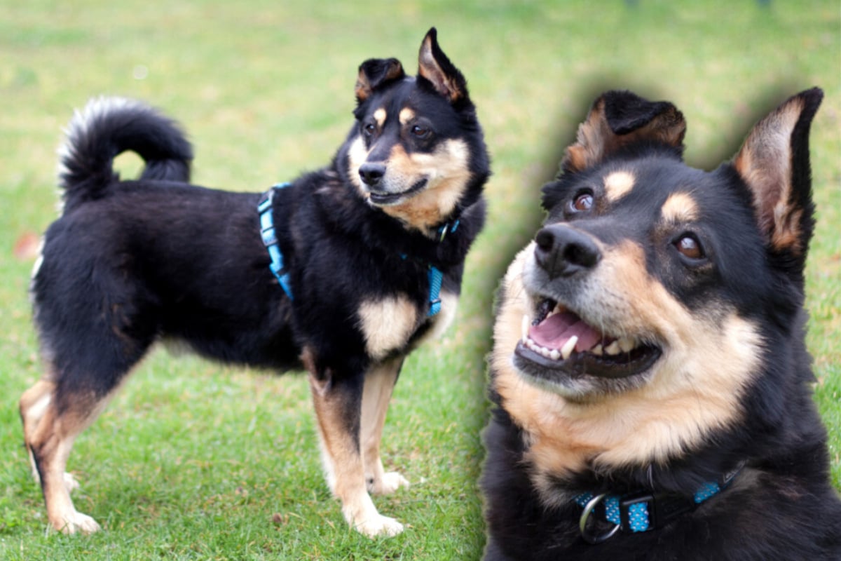 Kleiner Hund sucht großes Herz: 