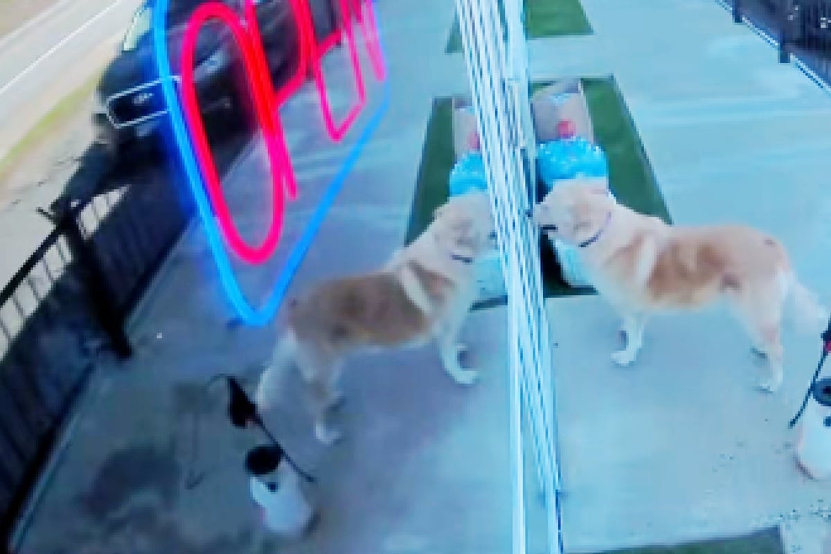 Dog runs away from home to visit a very specific location: "All of her friends ran to greet her!"