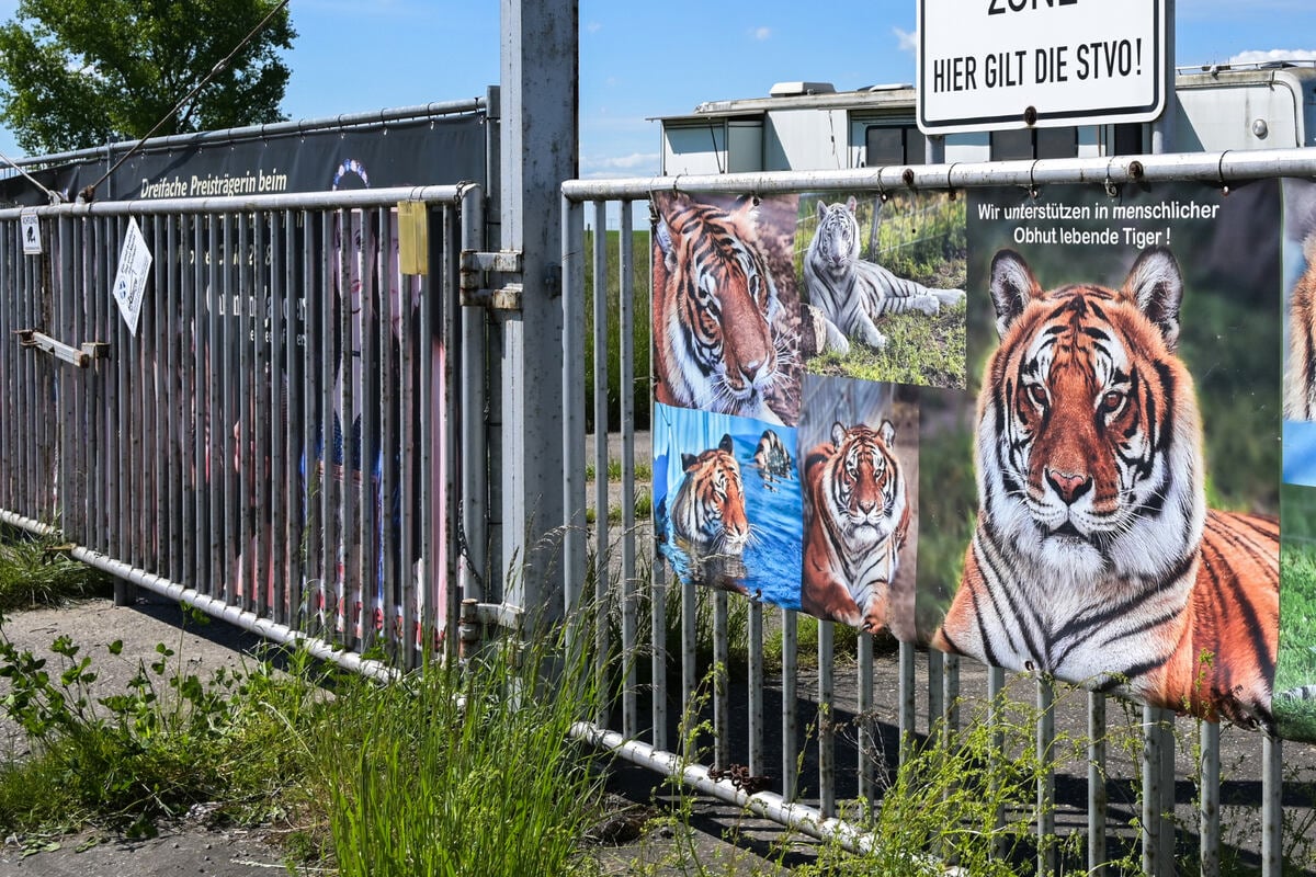 Nach Ausbruch von Tiger Sandokan: Ungewisse Zukunft für Raubkatzen der 