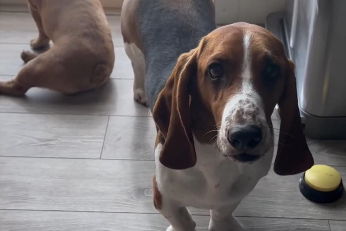 Missing dog found alive after spending a week in extreme cold