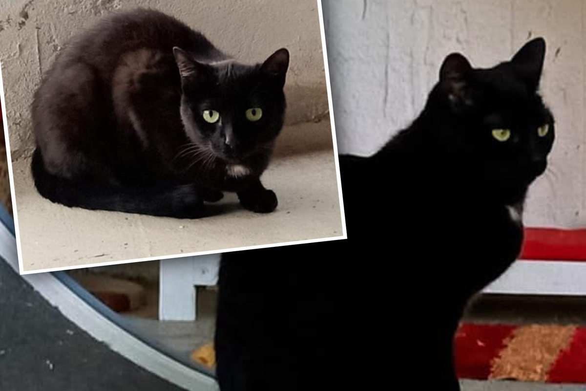 Winziger-schwarzer-Drache-Wer-kann-es-mit-s-er-aber-skeptischer-Mimi-aufnehmen-