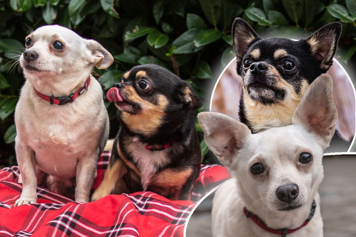 Frau stirbt und hinterlässt zwei kleine Hunde: Was wird nun aus Füri und Dobby?