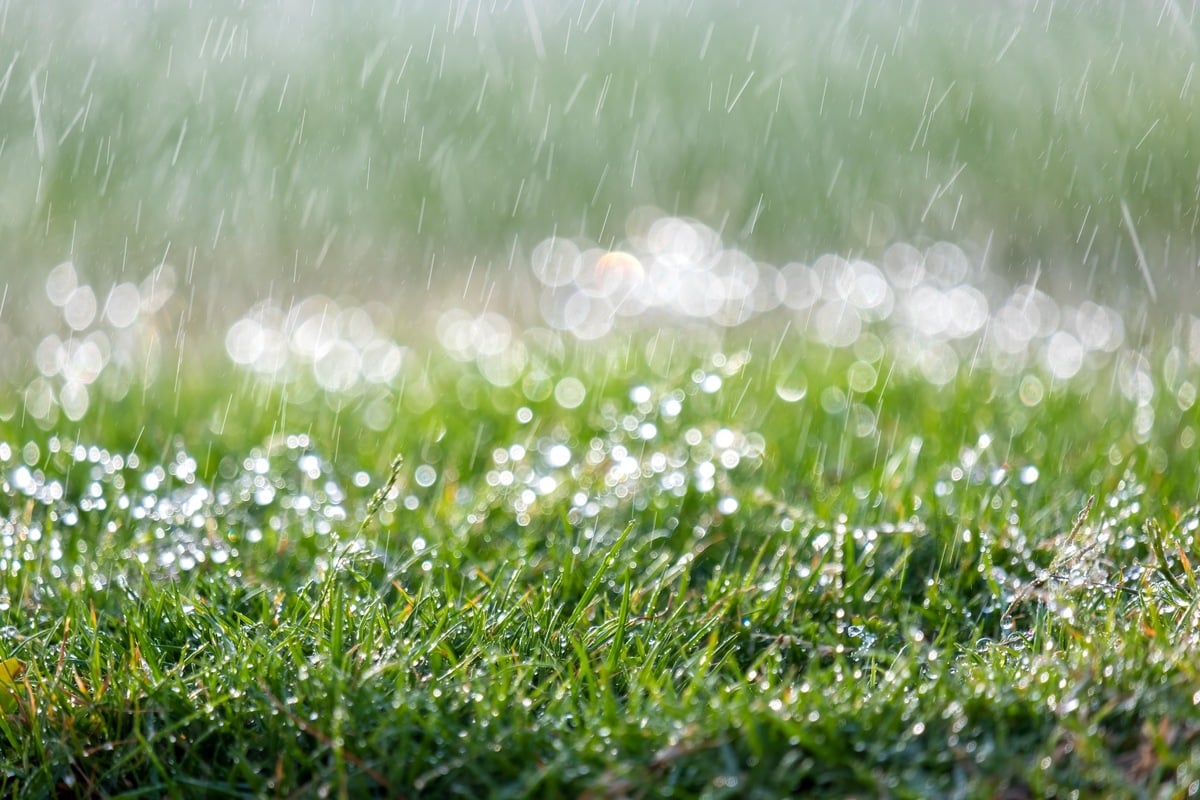 Kann man nassen Rasen mähen oder ist das sogar gefährlich?
