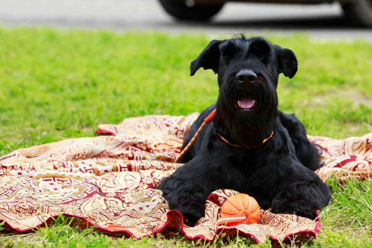 Hund wird im Garten plötzlich ohnmächtig Der Grund ist