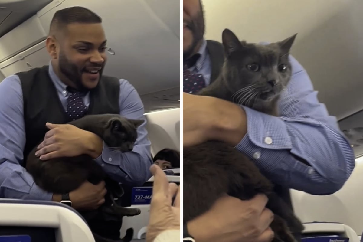 Cat gets loose on Thanksgiving plane ride "The cat distribution system