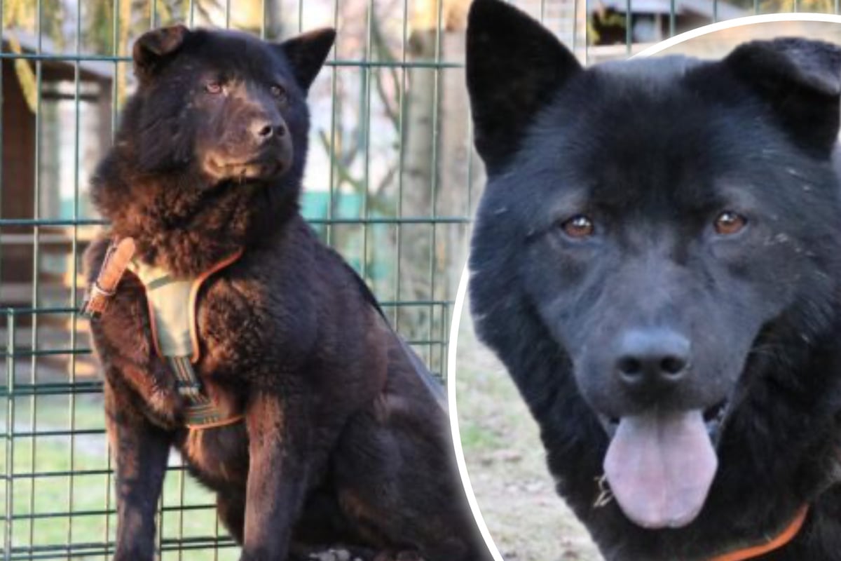 Sie kam als Welpe ins Tierheim: Chow-Chow-Mischling Henriette sucht ihr Glück
