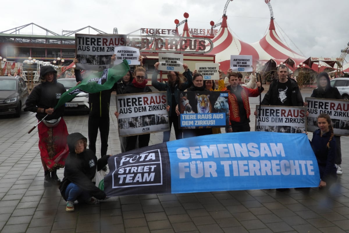 Demo-vor-Zirkus-Eingang-quot-Tiere-geh-ren-nicht-in-die-Manege-quot-