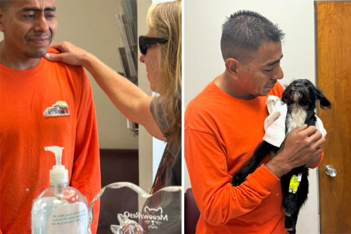 Dog saved after being seriously hurt in car accident but rescuers