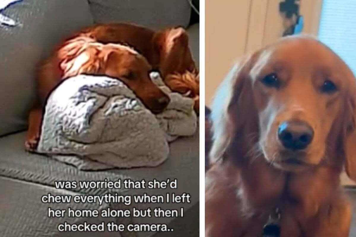 Dog owner finds the sweetest sight on her pet camera: 