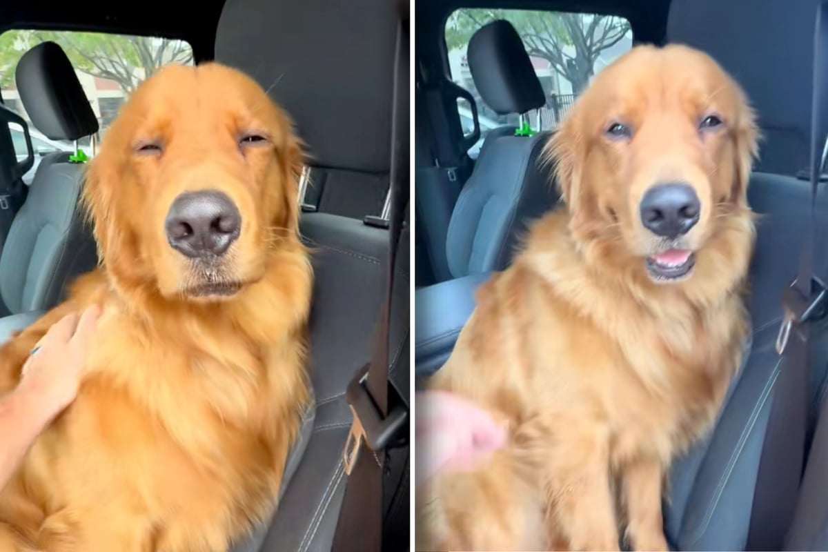 Golden retriever has hilarious tactic to avoid his human's orders