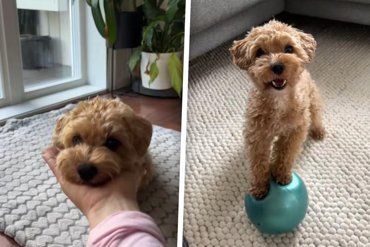 Sitz-und-Platz-Anf-ngerkram-Was-dieser-Malitpoo-drauf-hat-begeistert-einfach-alle