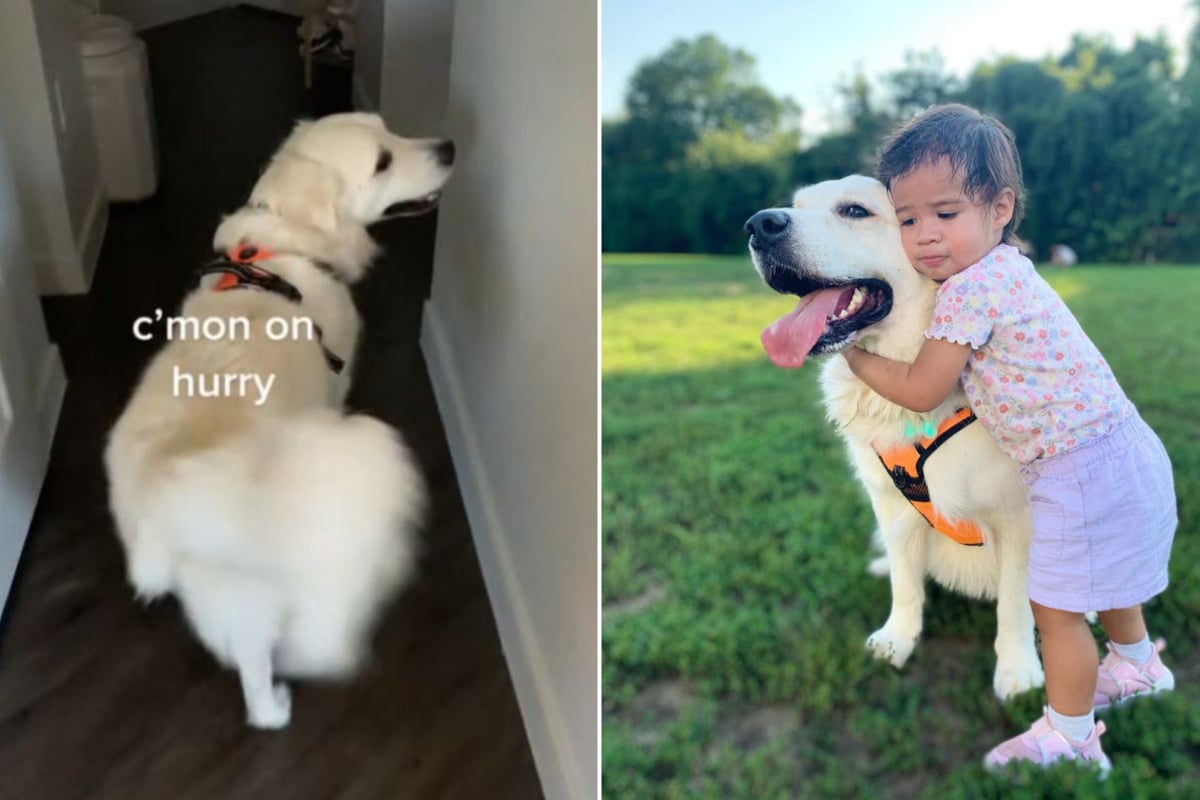 Golden retriever and toddler are inseparable "Best friends furever"