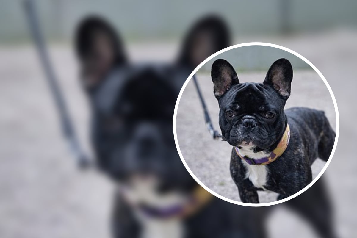 Niemand-konnte-sich-mehr-um-ihn-k-mmern-Bulldogge-Rocky-sucht-neues-Zuhause