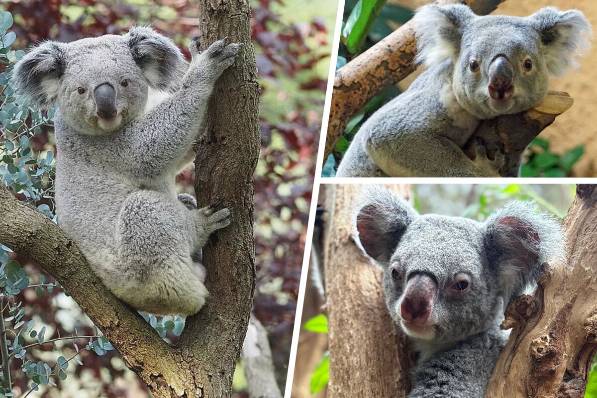 Liebesdreieck-bei-den-Leipziger-Koalas-Jetzt-soll-ein-Mann-aus-Dresden-helfen